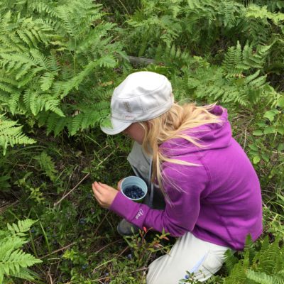 Blueberry Picking – can recommend locations