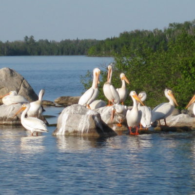 Bird and Wildlife watching